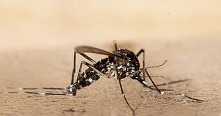 Die Tigermücke ist Überträgerin des Dengue-, Zika-, West-Nil- und auch des Chikungunya-Virus. Jüngst infizierte sich ein Mann im Elsass mit dem Virus, 2022 gab es auch einen Fall im Landkreis Heilbronn.
