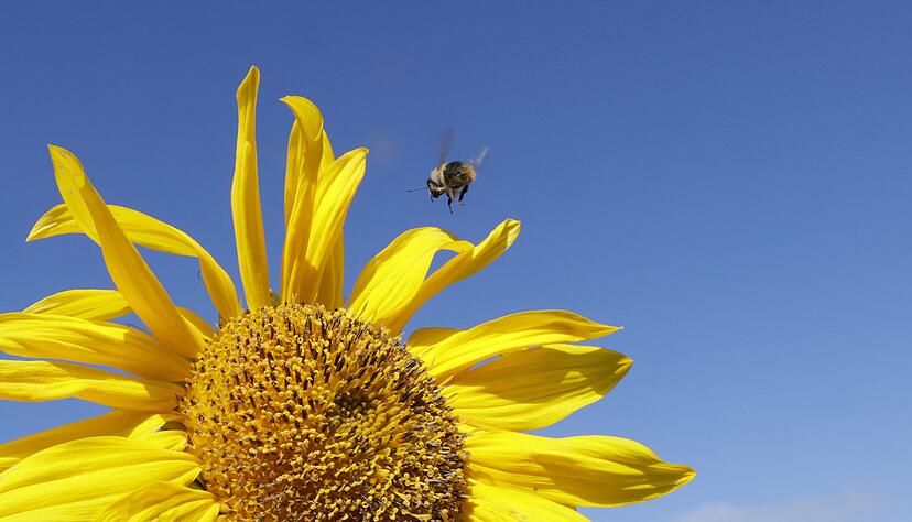 Die Sonne soll heute viel scheinen. (Archivbild) Die Sonne soll heute viel scheinen. (Archivbild)