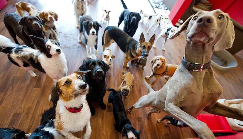 In einer Tagesstätte hat der Hund die Möglichkeit, enge Freundschaften zu anderen Hunden zu entwickeln. In einer Tagesstätte hat der Hund die Möglichkeit, enge Freundschaften zu anderen Hunden zu entwickeln.