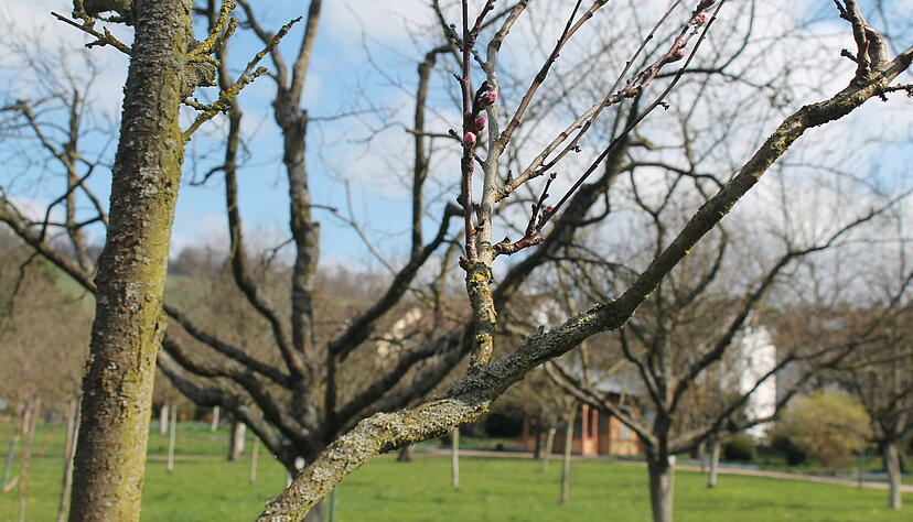 Im Botanischen Obstgarten in Heilbronn ist der Fr&uuml;hling noch nicht ganz ausgebrochen &ndash; doch bald sollten auch hier die Magnolien-Knospen aufbl&uuml;hen.