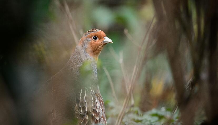 Ein Rebhuhn sitzt in einem Gehege des Zoologischen Gartens Wilhelma