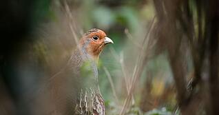 Ein Rebhuhn sitzt in einem Gehege des Zoologischen Gartens Wilhelma