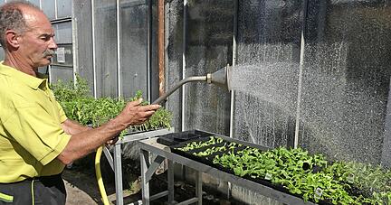Karl-Heinz Supp bewässert per Hand Salatsetzlinge und Kräuter. Zudem hat er ein Bewässerungssystem, das der Wasserrückgewinnung dient.
Foto: Karin Freudenberger