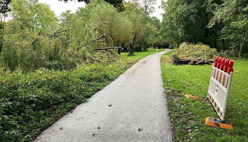 Die umgestürzte Trauerweide in Neckarsulm ist beseitigt – der Weg wieder frei.