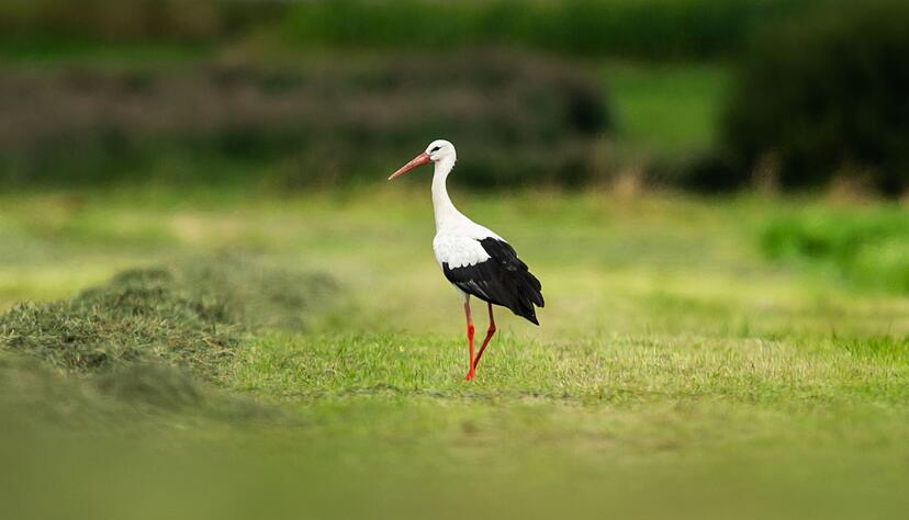 Die ersten St&ouml;rche sind schon wieder zur&uuml;ckgekehrt. Manche waren gar nicht weg. (Archivbild)