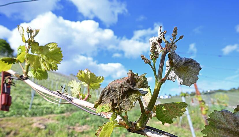 Nach Frostnächten fürchten Winzer und Obstbauern Ernteausfälle.