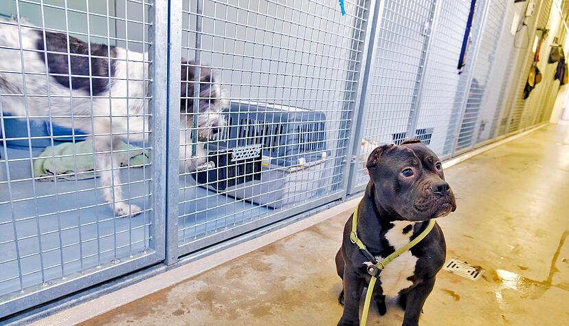 Das Tierheim in Heilbronn ist überfüllt. Das Tierheim in Heilbronn ist überfüllt.