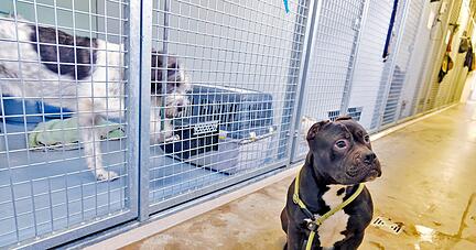 Das Tierheim in Heilbronn ist überfüllt.