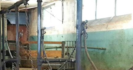 Das Veterinäramt hat bei einzelnen Tieren Verletzungen festgestellt.
Fotos: Nick Das Veterinäramt hat bei einzelnen Tieren Verletzungen festgestellt.
Fotos: Nick