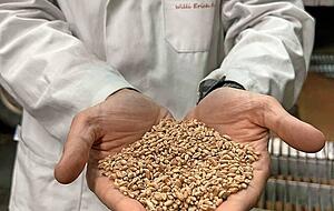 400 000 Tonnen Getreide werden in der Frie&szlig;inger M&uuml;hle jedes Jahr vermahlen: Das sind 1200 Tonnen am Tag.