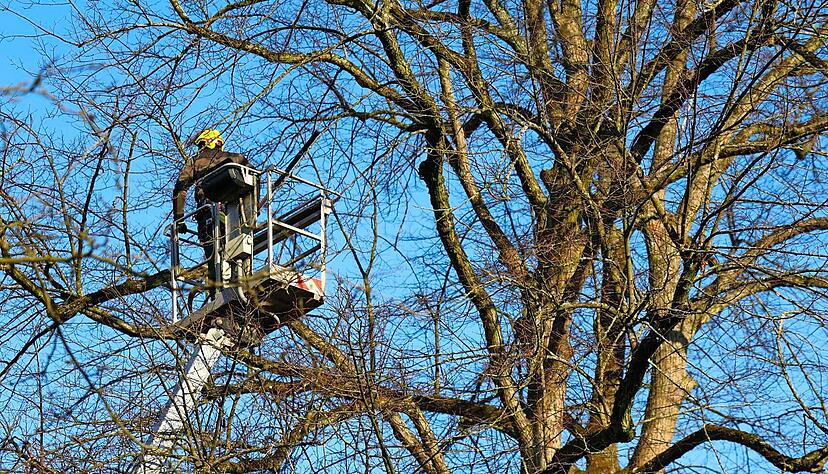 Arbeiten hoch oben in der Krone: Baumschnittexperten der kommunalen Bauh&ouml;fe und externer Fachfirmen haben es immer h&auml;ufiger mit D&uuml;rresch&auml;den und Baumkrankheiten zu tun.
Foto: dpa