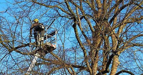 Arbeiten hoch oben in der Krone: Baumschnittexperten der kommunalen Bauh&ouml;fe und externer Fachfirmen haben es immer h&auml;ufiger mit D&uuml;rresch&auml;den und Baumkrankheiten zu tun.
Foto: dpa