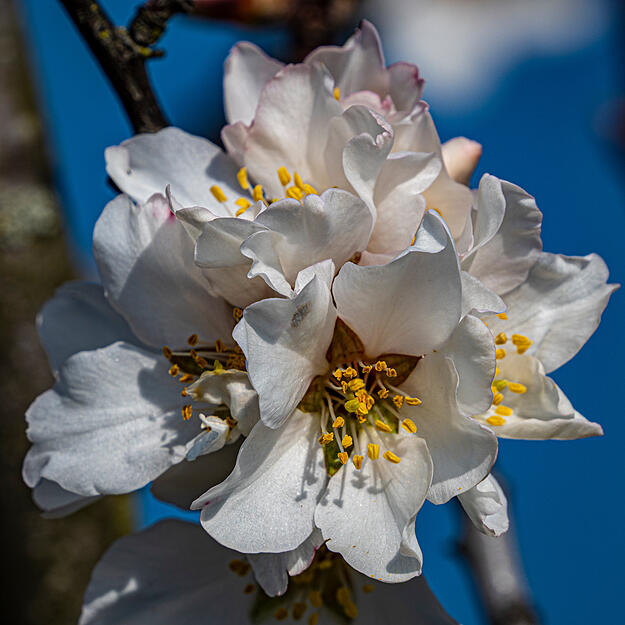 Eine Nahaufnahme zeigt die filigrane Bl&uuml;te der Mandel. Zu finden in Neipperg in den Weinbergen.