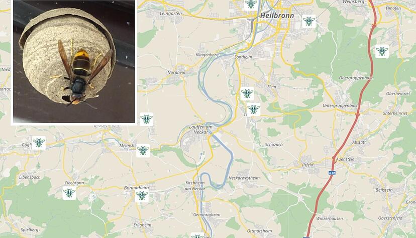 Etwa so groß wie ein Tennisball und unten offen: So sieht das Gründungsnest, beziehungsweise Embrionalnest einer Königin der Spezies Asiatische Hornisse aus, die sich auch in der Region ausbreitet.