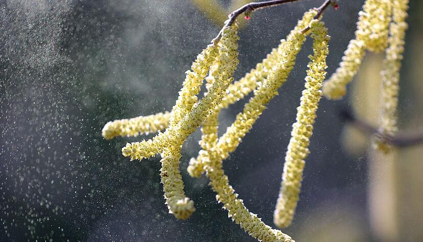 Allergiker m&uuml;ssen sich in der kommenden Zeit auf eine erh&ouml;hte Belastung durch Erlen- und Haselpollen einstellen (Archiv-Foto).