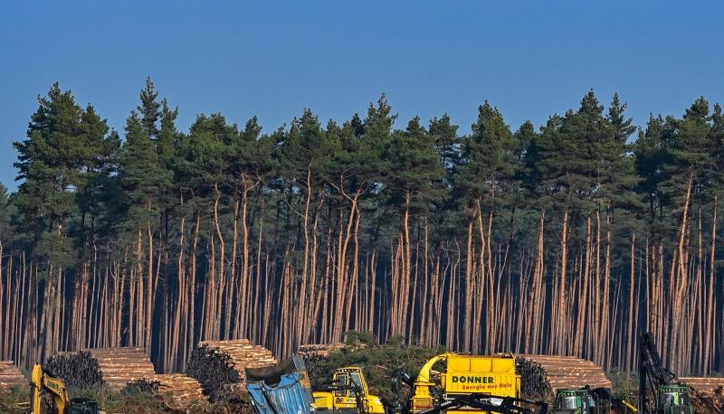 Gef&auml;llte B&auml;ume liegen auf der Baustelle der Tesla Gigafactory in Gr&uuml;nheide nahe Berlin.