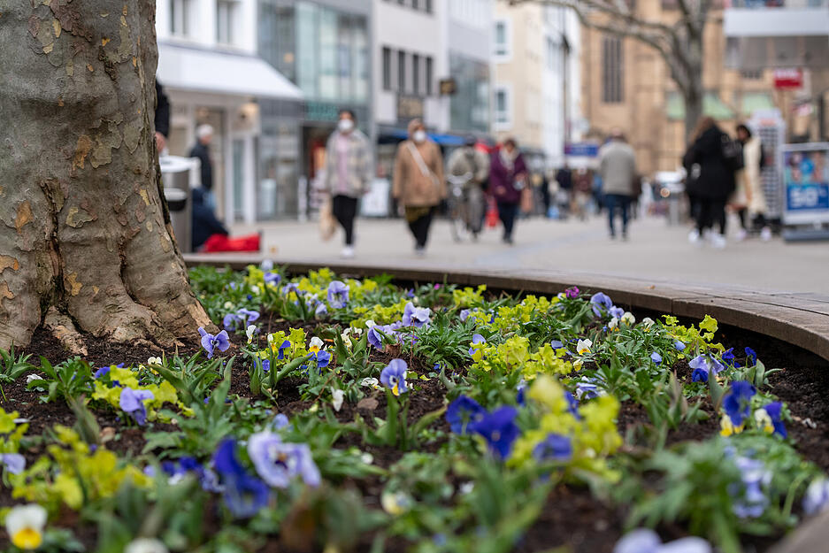 Erste Frühjahrsblüher in Heilbronn Erste Frühjahrsblüher in Heilbronn