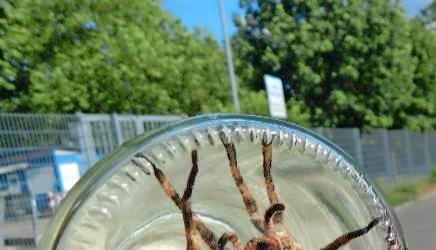 Die Bananenspinne ist aggressiv und giftig.Fotos: Feuerwehr/Paulo RS Menezes Die Bananenspinne ist aggressiv und giftig.Fotos: Feuerwehr/Paulo RS Menezes