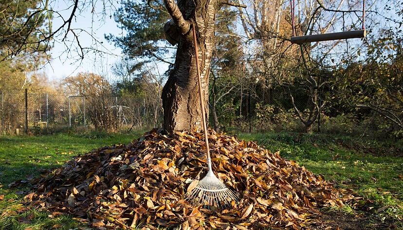 Laubhaufen im Garten? Statt das Herbstlaub zu entsorgen, kann es als Unterschlupf für Igel und Insekten dienen. Laubhaufen im Garten? Statt das Herbstlaub zu entsorgen, kann es als Unterschlupf für Igel und Insekten dienen.