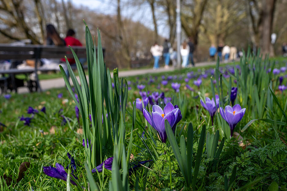 Die ersten Krokusse blühen entlang des Neckars. Die ersten Krokusse blühen entlang des Neckars.