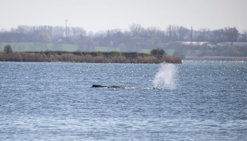 Der Buckelwal st&ouml;&szlig;t noch immer Atemluft aus.