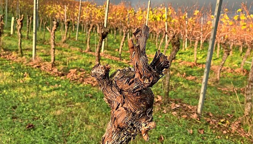 Dunkle Wolken, aber auch Lichtblicke über der Württemberger Weinlandschaft, so wie hier in einem teils gerodeten Weinberg im Kochertal bei Oedheim.
Foto: Kilian Krauth Dunkle Wolken, aber auch Lichtblicke über der Württemberger Weinlandschaft, so wie hier in einem teils gerodeten Weinberg im Kochertal bei Oedheim.
Foto: Kilian Krauth