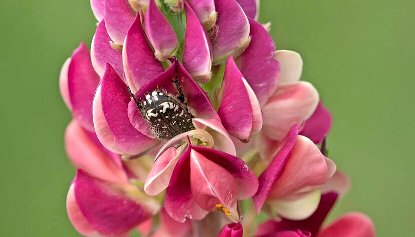 Insekten freuen sich an den reichhaltigen Pollenlieferanten.