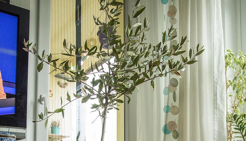 In einem beheizten Wohnraum sollte man den Olivenbaum nicht &uuml;berwintern.