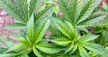 Die Ampel-Koalition will Cannabis mit genauen Regeln legalisieren.