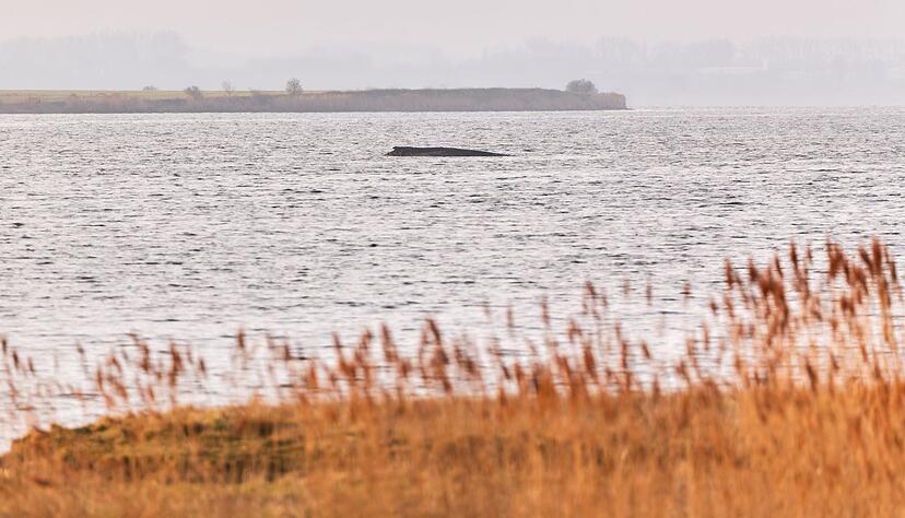 Der Wal liegt auf einer Sandbank vor der Insel Poel.