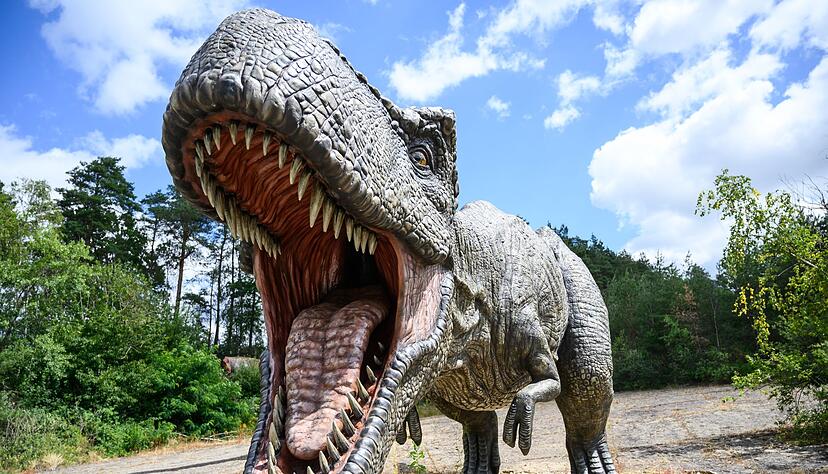 Ungef&auml;hr 15 bis 20 Jahre dauert es, bis ein Mensch ausgewachsen ist - beim gigantischen Tyrannosaurus rex waren es wohl zwei Jahrzehnte mehr.