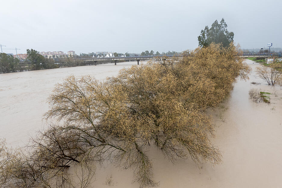 Der Fluss Guadalquivir f&uuml;hrt Hochwasser in der Gegend von Cartuja.