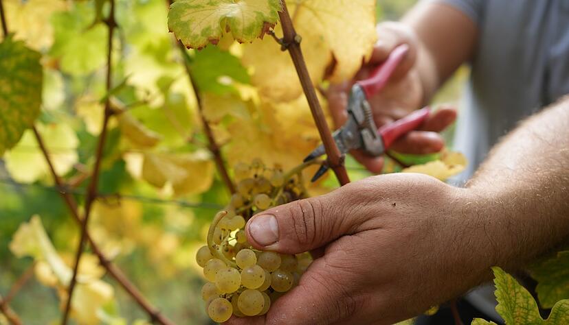 Gute Trauben sind die Grundlage für klassische Weine - aber genauso für Naturweine, die ohne Zusätze und ökologisch produziert werden. Gute Trauben sind die Grundlage für klassische Weine - aber genauso für Naturweine, die ohne Zusätze und ökologisch produziert werden.