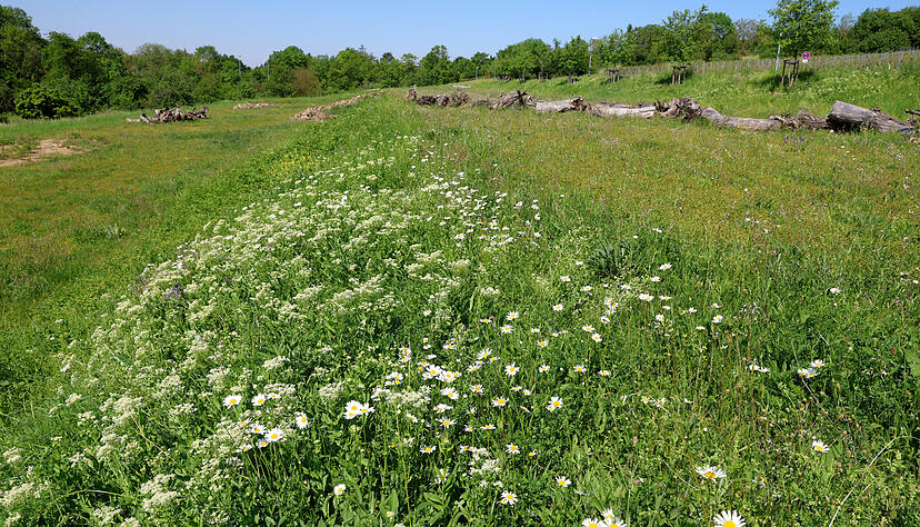 Der Interimsparkplatz &bdquo;Aquatoll&ldquo; am Wilfenseeweg in Neckarsulm ist eine innerst&auml;dtische Gr&uuml;nfl&auml;che, die in Zusammenarbeit mit dem Nabu als Wildblumenwiese stehen gelassen wird. Foto: Ralf Seidel