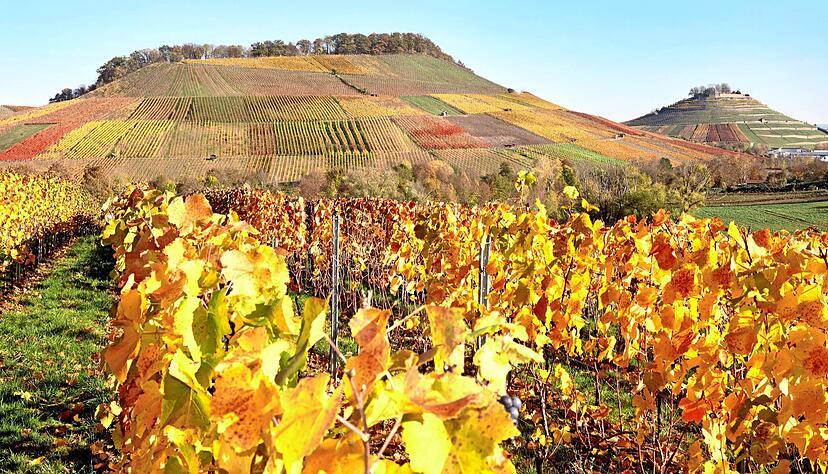 Die Weinberglagen, wie hier der Schemelsberg und daneben die Weinsberger Weibertreu, sind eine Augenweide. Strahlender Sonnenschein steigert die Farbenpracht des Laubes.
Foto: Ralf Seidel