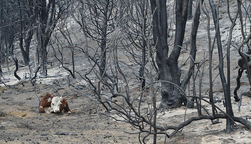 Der Notstand soll die Waldbrandbek&auml;mpfung effektiver gestalten. (Archivbild)