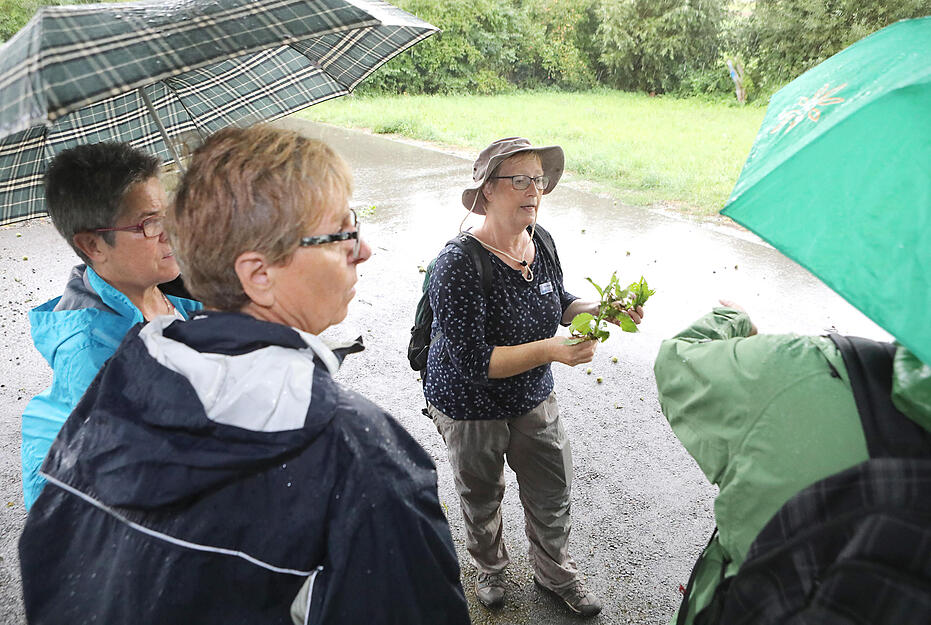 Lesersommer: meine.stimme-Wildkr&auml;uterf&uuml;hrung