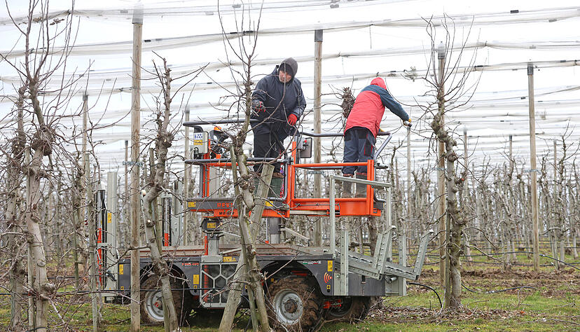 Bei Obstbau Schmelzle in &Ouml;hringen-Verrenberg kommt ein F&ouml;rderfahrzeg zum Einsatz, das im Herbst mit einer teilautomatisierten Erntemaschine ausgestattet werden kann.