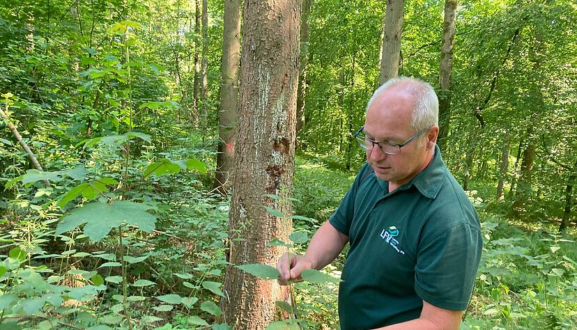 Revierförster Jochen Rüb kümmert sich im Eppinger Stadtwald um die Gesundheit der Bäume. Hier hält er nach Bohrmehl von Borkenkäfern Ausschau.
Foto: Jörg Kühl Revierförster Jochen Rüb kümmert sich im Eppinger Stadtwald um die Gesundheit der Bäume. Hier hält er nach Bohrmehl von Borkenkäfern Ausschau.
Foto: Jörg Kühl