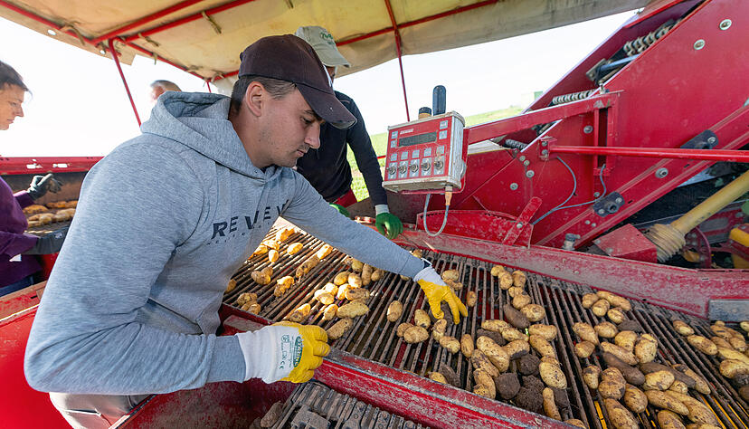 Die Frühkartoffeln werden aus der Erde gezogen und von Steinen und Erde getrennt. Der Prozess passiert in Handarbeit. Die Frühkartoffeln werden aus der Erde gezogen und von Steinen und Erde getrennt. Der Prozess passiert in Handarbeit.