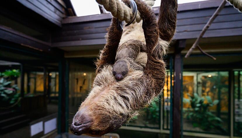 Auch damals hatte zuvor niemand die Schwangerschaft bemerkt.
