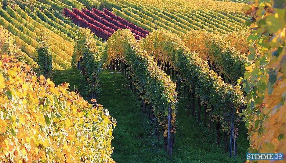 Leserfotos: Herbst in der Region