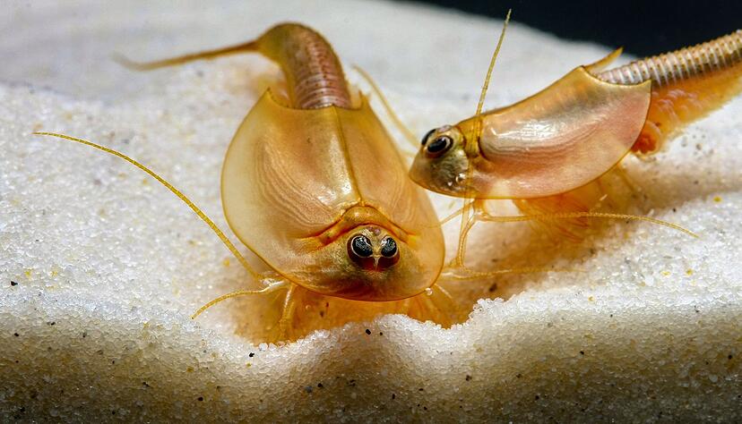Der amerikanische Schildkrebs &laquo;Triops longicaudatus&raquo; ist leicht rosa bis intensiv rot gef&auml;rbt.