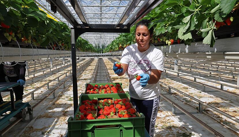 Eine Erntehelferin aus Bulgarien sortiert im Gewächshaus frisch geerntete Erdbeeren. Arbeitsintensive Sonderkulturen leiden besonders unter hohem Lohndruck. Eine Erntehelferin aus Bulgarien sortiert im Gewächshaus frisch geerntete Erdbeeren. Arbeitsintensive Sonderkulturen leiden besonders unter hohem Lohndruck.