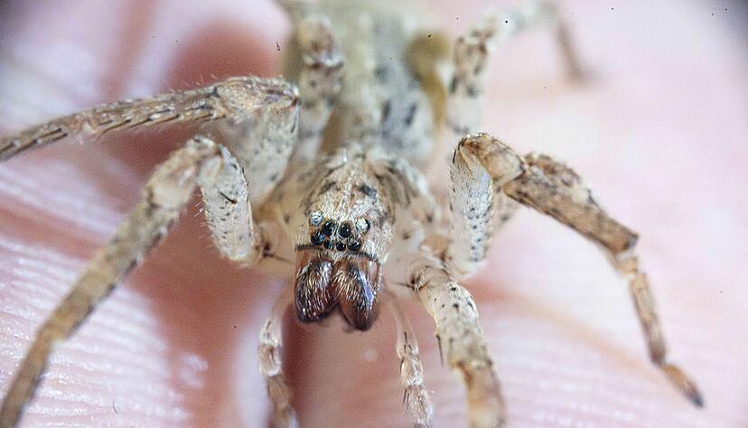 Ein Biss einer Nosferatu-Spinne kann unter die Haut gehen. (Archivbild)