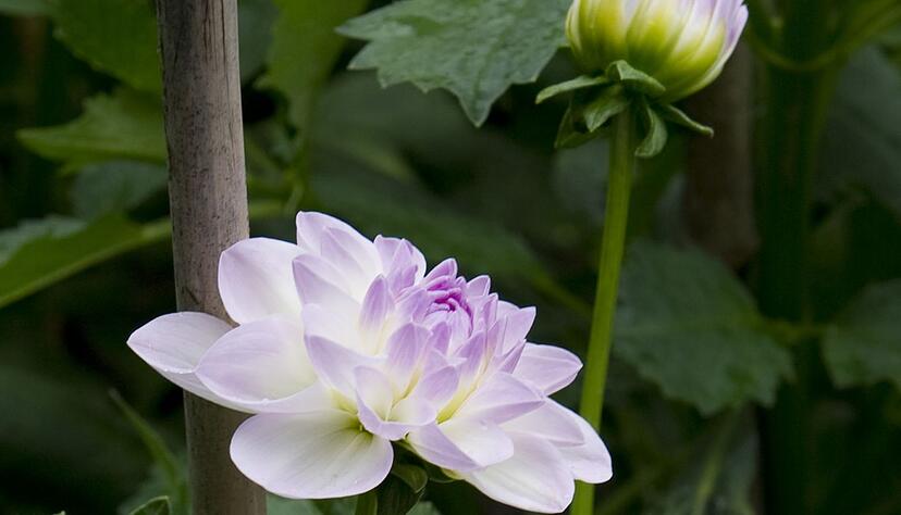 Viele Dahliensorten erreichen im Laufe des Sommers eine Höhe zwischen 50 und 110 Zentimetern. Oft brauchen sie Stäbe oder spezielle Staudenhalter, um nicht umzukippen. Viele Dahliensorten erreichen im Laufe des Sommers eine Höhe zwischen 50 und 110 Zentimetern. Oft brauchen sie Stäbe oder spezielle Staudenhalter, um nicht umzukippen.