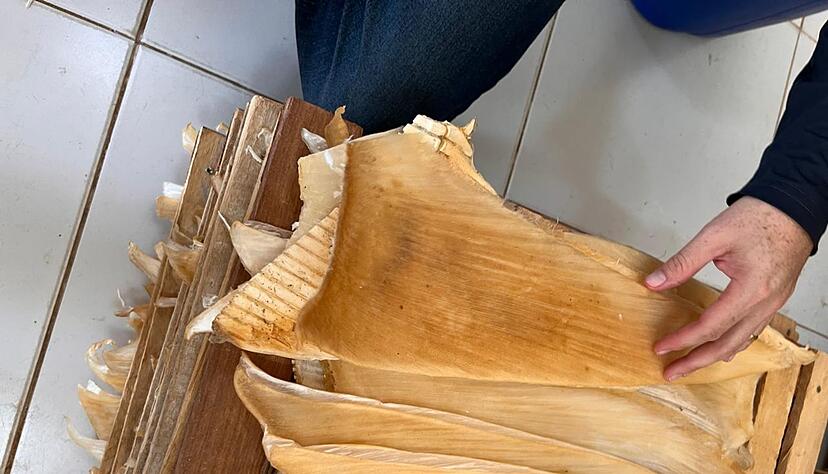 Die Polizei hat mehr als 1,5 Tonnen Haiflossen beschlagnahmt.