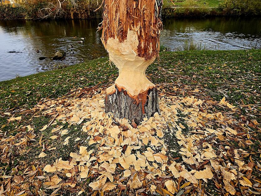 Späne liegen um die Bäume verteilt.