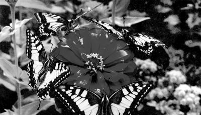 Raupen werden vor hungrigen V&ouml;geln besch&uuml;tzt