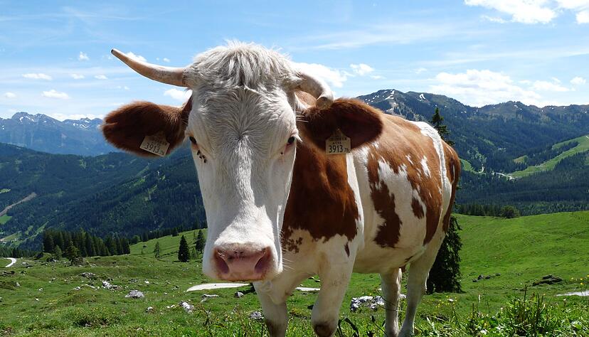 Auf der B28 hat eine Kuh &uuml;ber Stunden f&uuml;r Verkehrschaos gesorgt. (Symbolbild)